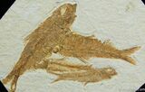 Four Knightia Fossil Fish On One Plate #31-1